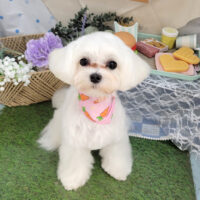 【本店】2026年5月11日のワンちゃん達♪