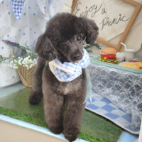 【本店】2026年5月18日のワンちゃん達♪