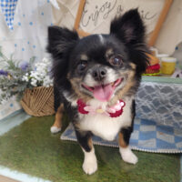 【本店】2026年5月9日のワンちゃん達♪