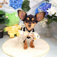 【本店】2026年5月31日のワンちゃん達♪
