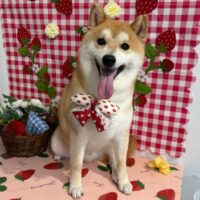 【星ヶ丘店】2026年5月2日のワンちゃん達♪