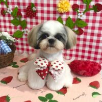 【星ヶ丘店】2026年5月4日のワンちゃん達♪