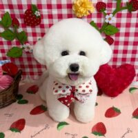 【星ヶ丘店】2026年5月8日のワンちゃん達♪
