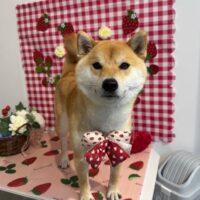 【星ヶ丘店】2026年5月14日のワンちゃん達♪