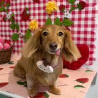 【星ヶ丘店】2026年5月17日のワンちゃん達♪