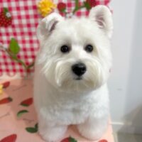 【星ヶ丘店】2026年5月18日のワンちゃん達♪