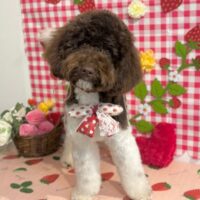 【星ヶ丘店】2026年5月21日のワンちゃん達♪