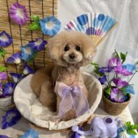 【星ヶ丘店】2026年5月24日のワンちゃん達♪