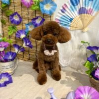 【星ヶ丘店】2026年5月25日のワンちゃん達♪