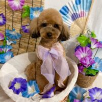 【星ヶ丘店】2026年5月28日のワンちゃん達♪