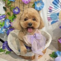 【星ヶ丘店】2025年5月30日のワンちゃん達♪