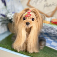 【本店】2026年5月2日のワンちゃん達♪