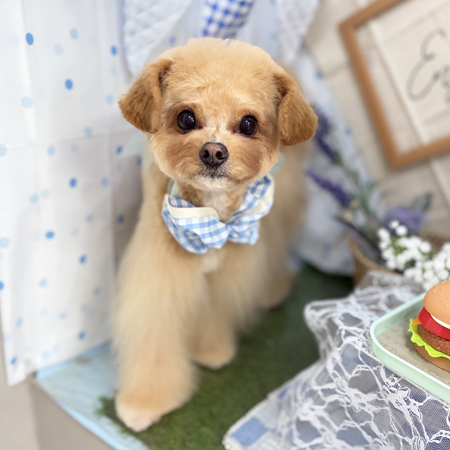 【本店】2026年5月10日のワンちゃん達♪
