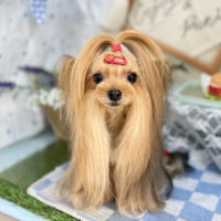 【本店】2026年5月16日のワンちゃん達♪