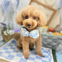 【本店】2026年5月23日のワンちゃん達♪
