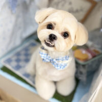 【本店】2026年5月24日のワンちゃん達♪