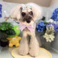 【本店】2026年5月29日のワンちゃん達♪