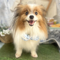 【本店】2026年5月21日のワンちゃん達♪