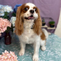 【池下店】2026年5月25日のワンちゃん達♪