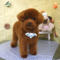 【山手店】2026年5月1日のワンちゃん達♪