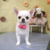 【山手店】2026年5月2日のワンちゃん達♪