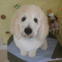 【山手店】2026年5月10日のワンちゃん達♪