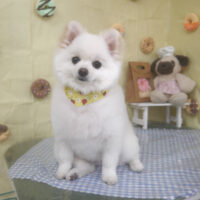 【山手店】2026年5月15日のワンちゃん達♪