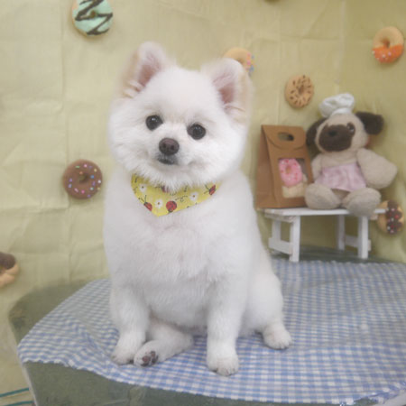 【山手店】2026年5月15日のワンちゃん達♪
