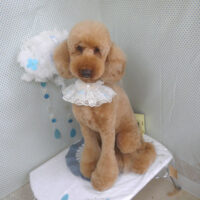 【山手店】2026年5月31日のワンちゃん達♪