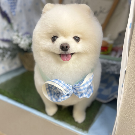 【本店】2026年5月3日のワンちゃん達♪