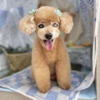 【本店】2026年5月25日のワンちゃん達♪