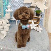 【池下店】2026年6月25日のワンちゃん達♪