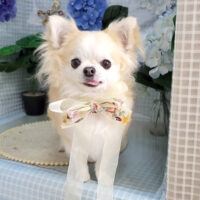 【本店】2025年6月12日のワンちゃん達♪