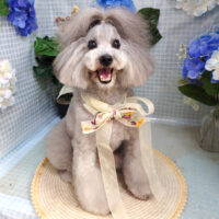 【本店】2026年6月20日のワンちゃん達♪