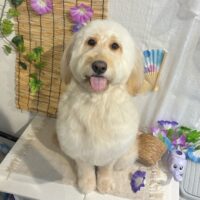 【星ヶ丘店】2025年6月4日のワンちゃん達♪