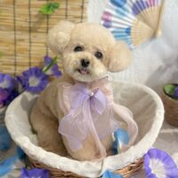 【星ヶ丘店】2025年6月6日のワンちゃん達♪