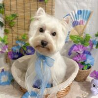 【星ヶ丘店】2025年6月11日のワンちゃん達♪