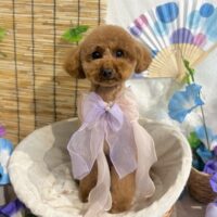 【星ヶ丘店】2025年6月14日のワンちゃん達♪