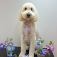 【星ヶ丘店】2025年6月15日のワンちゃん達♪