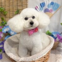 【星ヶ丘店】2026年6月19日のワンちゃん達♪