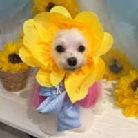 【星ヶ丘店】2026年6月26日のワンちゃん達♪
