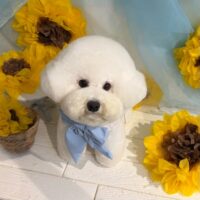 【星ヶ丘店】2026年6月27日のワンちゃん達♪