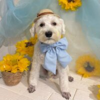 【星ヶ丘店】2026年6月28日のワンちゃん達♪