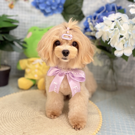 【本店】2026年6月1日のワンちゃん達♪
