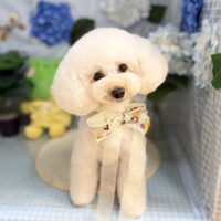 【本店】2026年6月7日のワンちゃん達♪