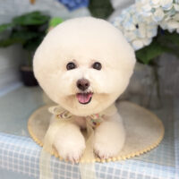【本店】2026年6月11日のワンちゃん達♪