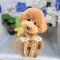 【本店】2026年6月19日のワンちゃん達♪