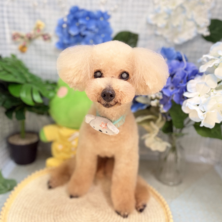 【本店】2026年6月22日のワンちゃん達♪
