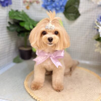 【本店】2026年6月25日のワンちゃん達♪