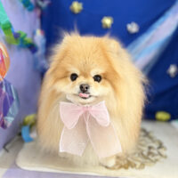 【本店】2026年6月28日のワンちゃん達♪